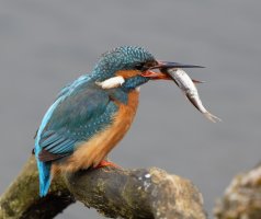3Q7A7188-DxO_Female_kingfisher_vvvs+fish_some_moire.jpg