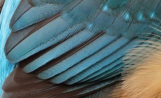 3Q7A7188-DxO_Female_kingfisher_vvvs+fish_some_moire copy.jpg