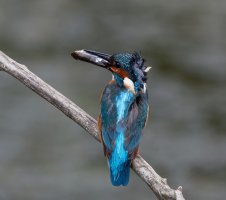 Kingfisher+fish_3Q7A4002_DxO_moiretail.jpg