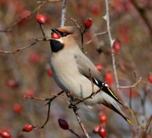 waxwing+berry_3Q7A6586_DxO_waxwing-moire100%.jpg