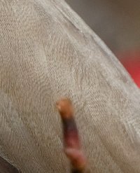 waxwing+berry_3Q7A6586_DxO_waxwing-moire_crop100% copy.jpg