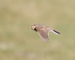 309A6408-DxO_Skylark_in_flight_vg-lssm.jpg