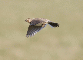 Lark_flying.gif