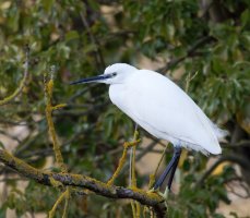 309A6871-DxO_little_egret-ls-sm.jpg