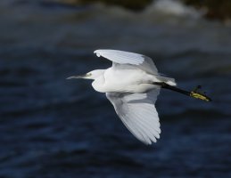 309A7178-DxO_700mm_Little_egret_flying-ls-sm.jpg