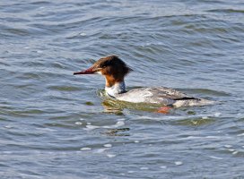 309A7369-DxO_500mm_goosander_SHaut.jpg