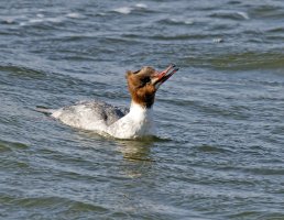 309A7457-DxO_500mm_goosander_Shaut.jpg