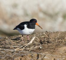 309A7115-DxO_700mm_oystercatcher-ls-sm.jpg