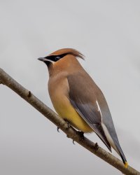 Cedar Waxwing - K1A8429.jpg