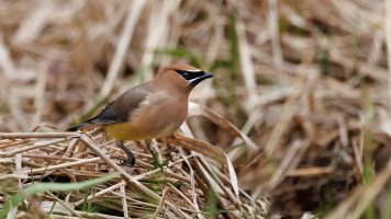 Cedar Waxwing - K1A8146 - DxO.jpg