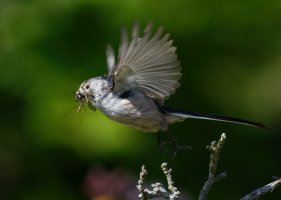 DSC_1923-DxO_longtailed_tit+insects_flying-ss.jpg