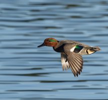 DSC_2551-DxO_teal_flying.jpg