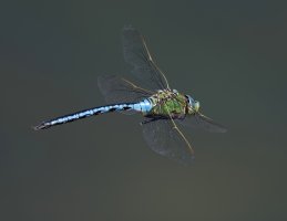 DSC_3228-DxO_Emperor_dragonfly-flying_lsss.jpg