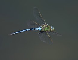 DSC_3228-DxO_Emperor_dragonfly-flying_lsss.jpg