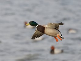 DSC_3663-DxO_mallard_drake_flying.jpg