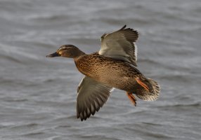 DSC_3785-DxO_flying_mallard.jpg