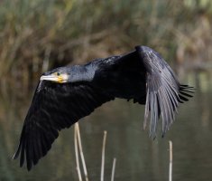 DSC_5402-DxO_cormorant_flying_vvg.jpg