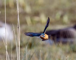 DSC_5433-DxO_Kingfisher_flying_towards_me-ls-ssm.jpg