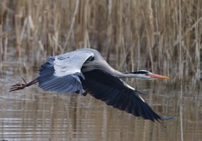 DSC_6011-DxO_Heron_flying-c.jpg