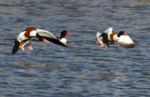 309A8402-DxO_Shelducks_in_flight-ls-sm.jpg