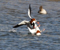 309A8410-DxO_Shelducks_in_flight-ls-sm.jpg