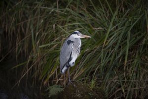 Heron-5 s.jpg