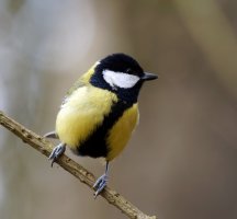 309A8190-DxO_Great_Tit.jpg