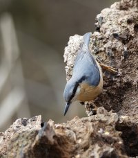 JT9A1738-DxO_Nuthatch.jpg