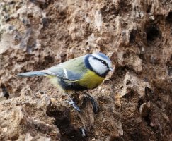 JT9A1759-DxO_Bluetit.jpg