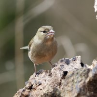 JT9A1764-DxO_female_chaffinch.jpg
