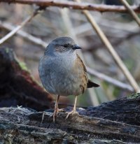 JT9A1818-DxO_Dunnock.jpg