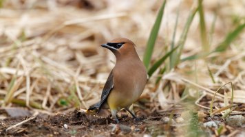 Cedar Waxwing - K1A8407 - DxO.jpg