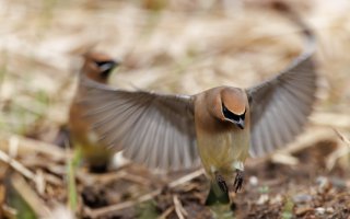 Cedar Waxwing - K1A8358 - DxO.jpg