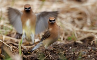 Cedar Waxwing - K1A8349 - DxO.jpg
