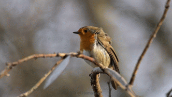 Robin in the wind.gif