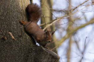 disabled red squirrel.jpg