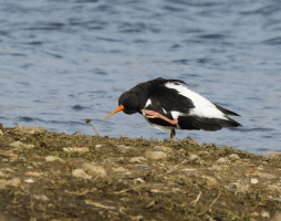 Oystercatcher_scratching_head.gif
