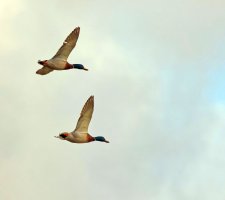 309A8604-DxO_Mallards_flying-ls-sm.jpg