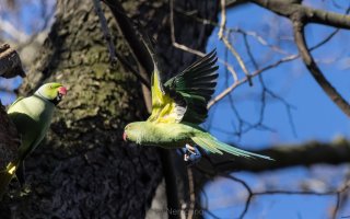 Psittacula krameri 3.jpg
