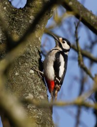 309A9401-DxO_1000mm_great_spotted_woodpecker-ls-sm.jpg