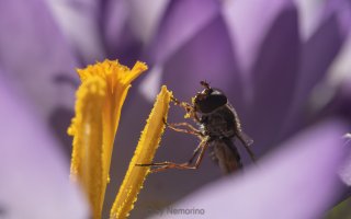 hoverfly.jpg