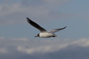 R5A07971_100% crop.jpg