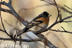 brambling_20220103_01.JPG
