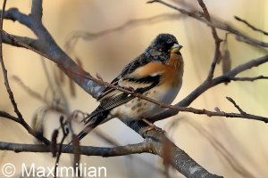 brambling_20220103_02.JPG