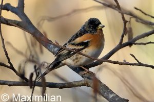 brambling_20220103_03.JPG