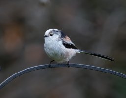 309A9687-DxO_800mm_longtailed_tit_100s_LS2.jpg