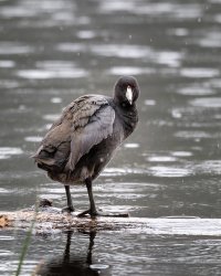 American Coot - K1A9223 - DxO.jpg