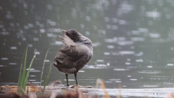 American Coot - K1A9225 - DxO.jpg
