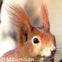 squirrel09_p.JPG