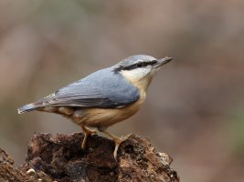 JT9A2194-DxO_R6_Nuthatch.jpg